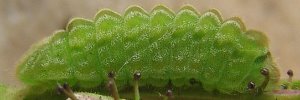 Larvae